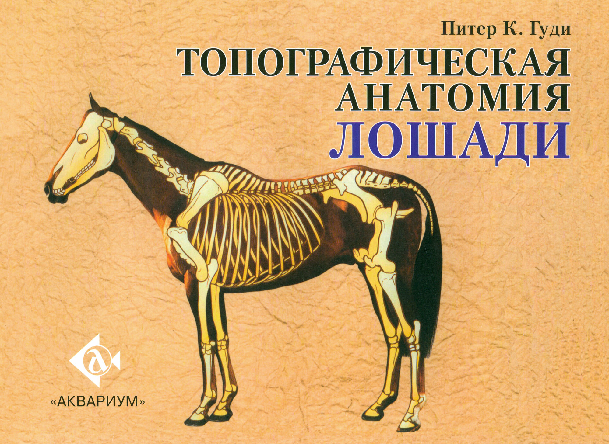 Топографическая анатомия лошади - фото №1