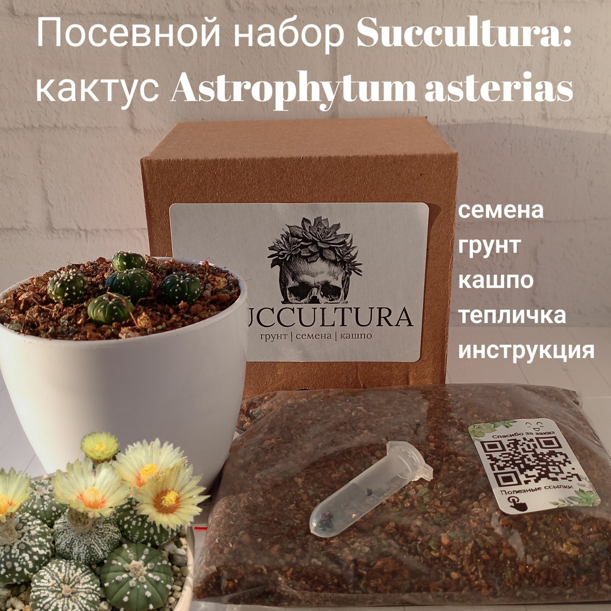 Набор для выращивания Succultura кактус Астрофитум (семена грунт кашпо)