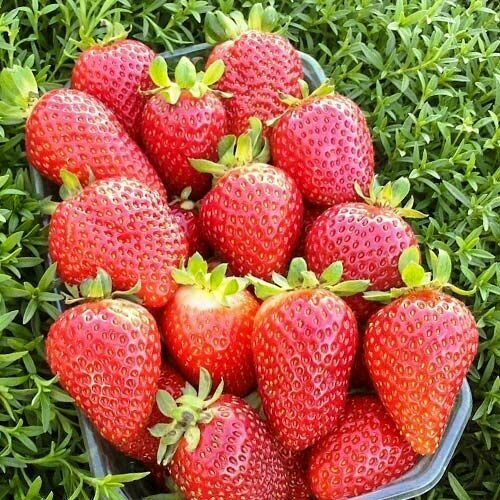 Клубника ремонтантная крупноплодная Альбион 10 шт 999₽