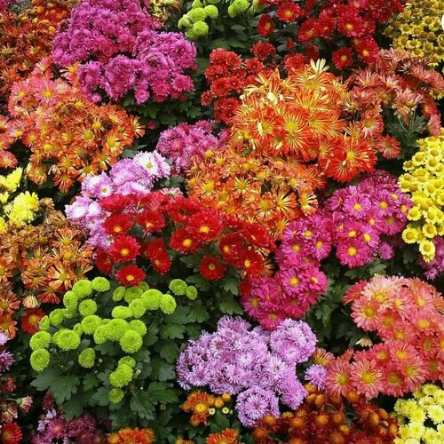 Корейская хризантема 144 черенка, микс цветов