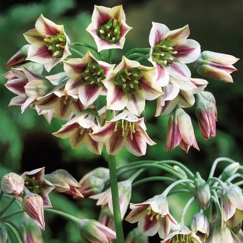 Луковицы цветов botanica garden аллиум нектароскордум 5 штук 399₽
