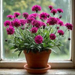 Основная фотография от вендора