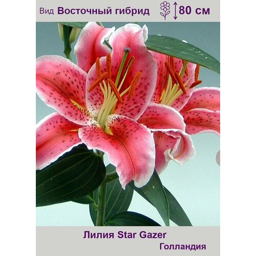 Лилия восточная Стар Гейзер (Star Gazer) луковицы 1 шт