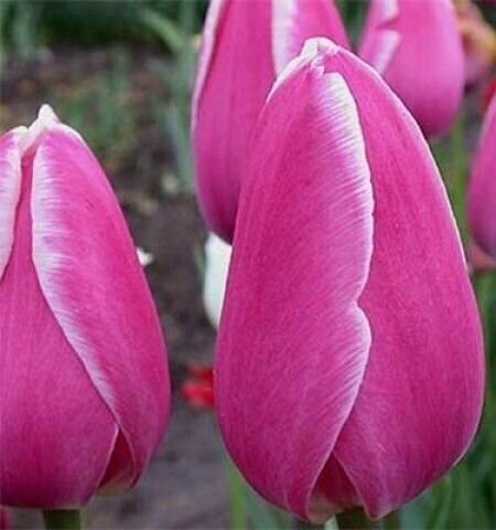 Луковицы тюльпана Jambo beauty (7шт.) - фотография № 3