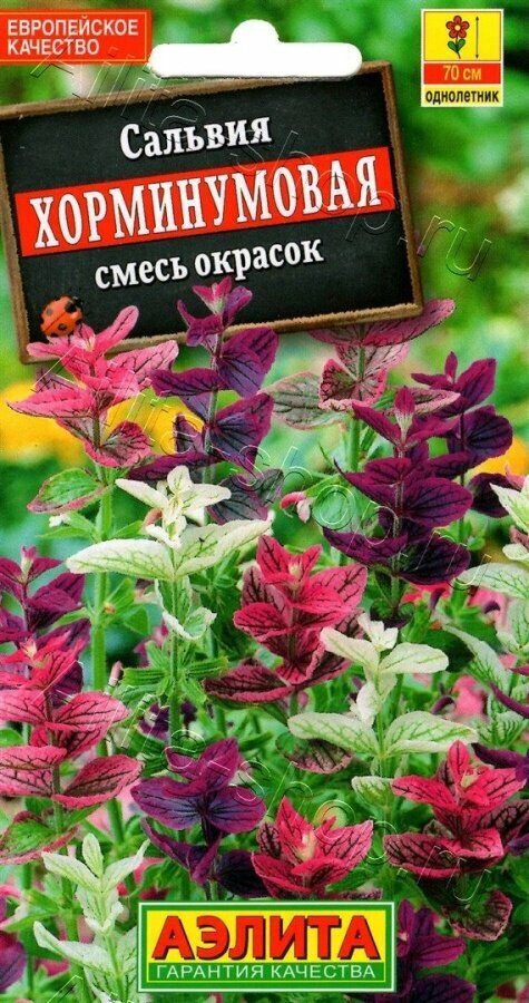 Семена Сальвии Хорминум Аэлита, однолетник, высота 70см, 0,3 г