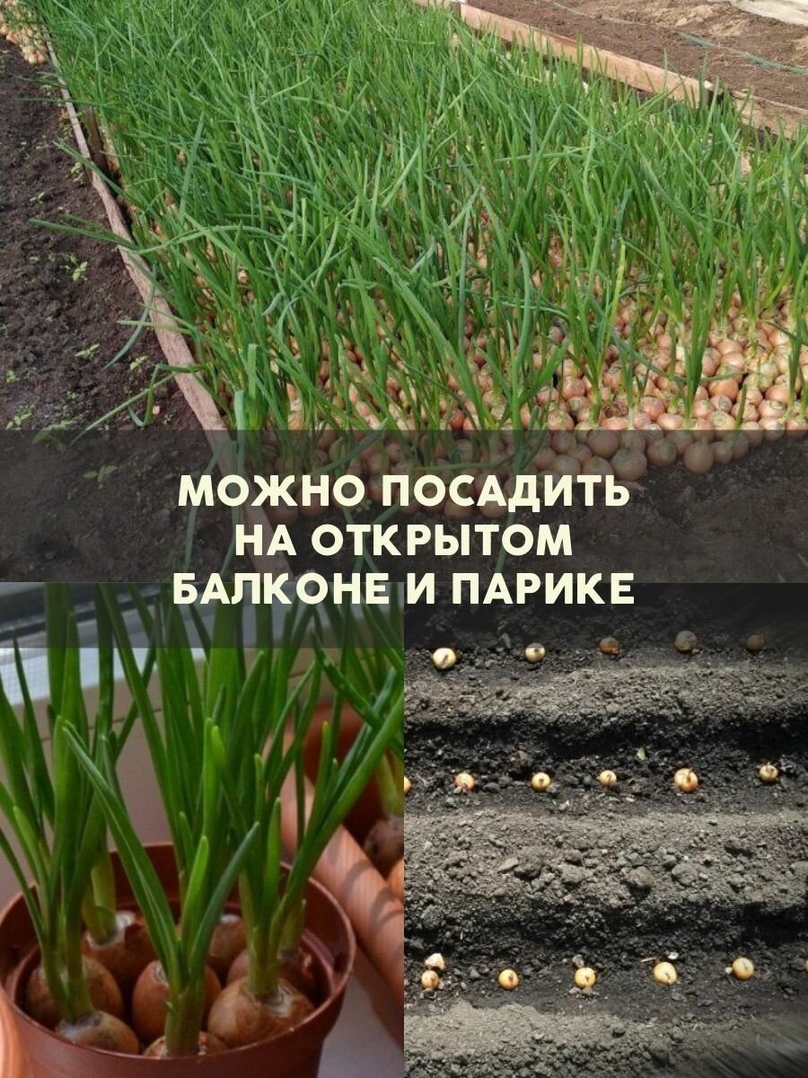 Изображение Лук севок на посадку весной Стардаст 500гр