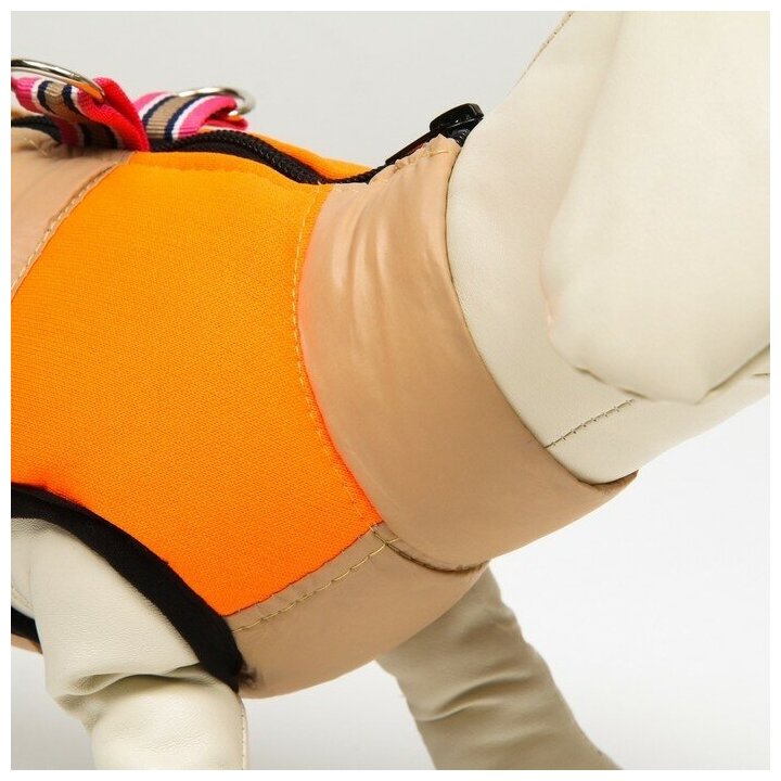 Куртка для собак на молнии, размер 8 (ДС 23 см, ОГ 30, ОШ 22 см), бежевая с оранжевым - фотография № 5