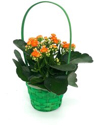 Каланхое оранжевое 10,5 дм в подарочной корзинке, комнатное растение