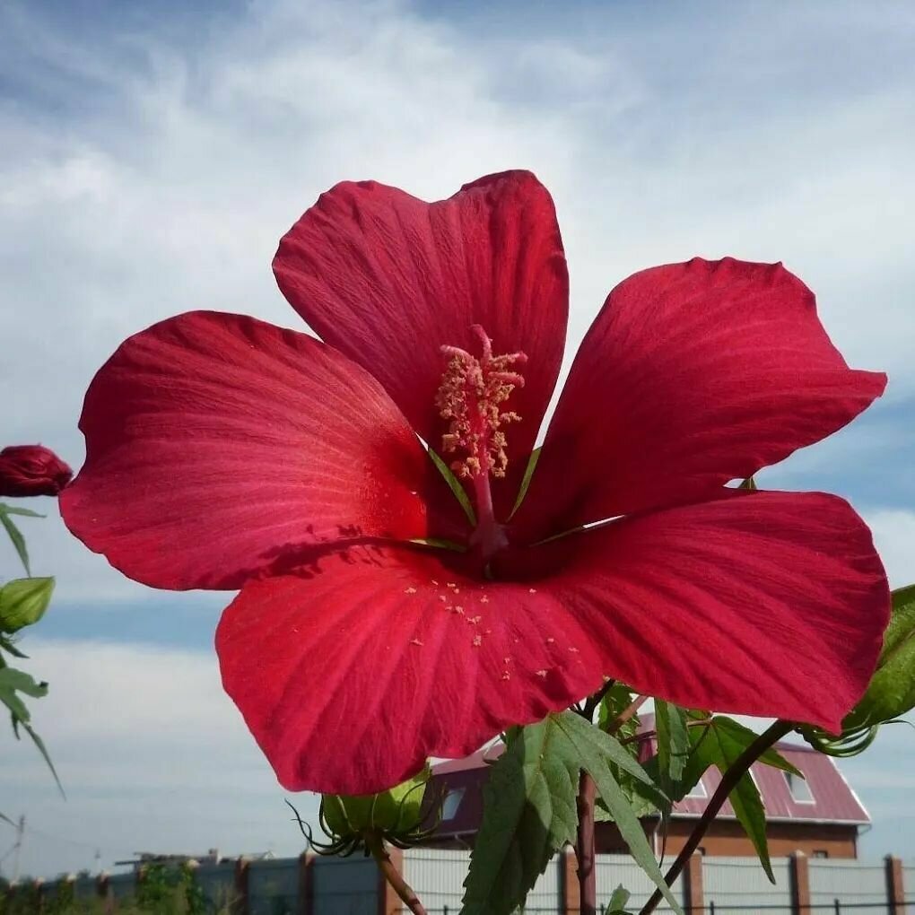 Семена Гибискускус кустовой красноцветковый (лат. Hibiscus), 10 шт.