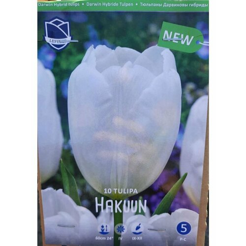 Тюльпан Хакуун(Hakuun), 10 шт