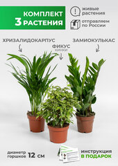 Комплект комнатные растения 3 шт: Замиокулькас Долларовое дерево, Фикус кинки, Хризалидокарпус, диаметр 12см