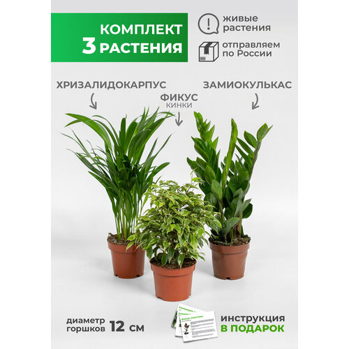Комплект комнатные растения 3 шт: Замиокулькас, Фикус кинки, Хризалидокарпус в технологических горшках 12 дм