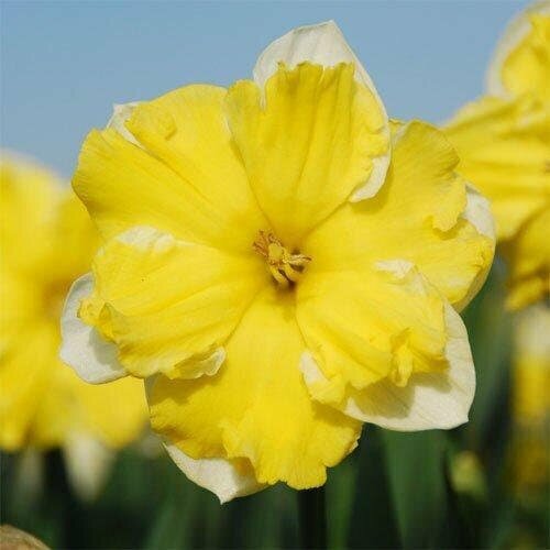 Нарцисс Шантерель (3 луковицы). Holland Bulbs (Голландия).