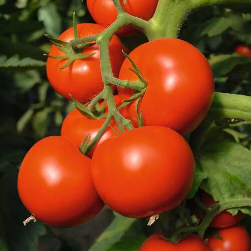 Коллекционные семена томата Кореновские