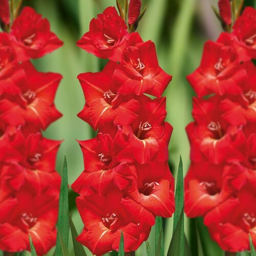 Гладиолус Хантинг Сонг (3 луковицы). Holland Bulbs (Голландия)