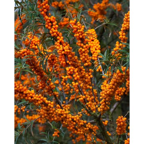 Облепиха (лат. Hippophae) семена 100шт + подарочек семена облепиха крушиновидная крушиновая сибирский ананас hippophae rhamnoides 30 штук