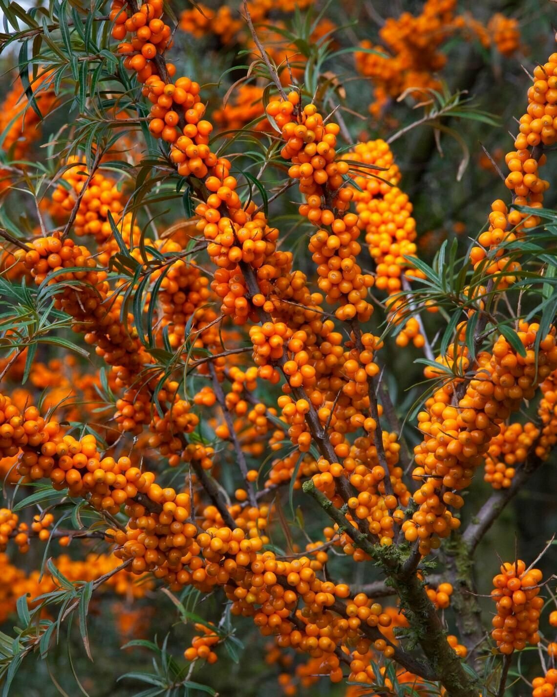 Облепиха (лат. Hippophae) семена 100шт + подарочек