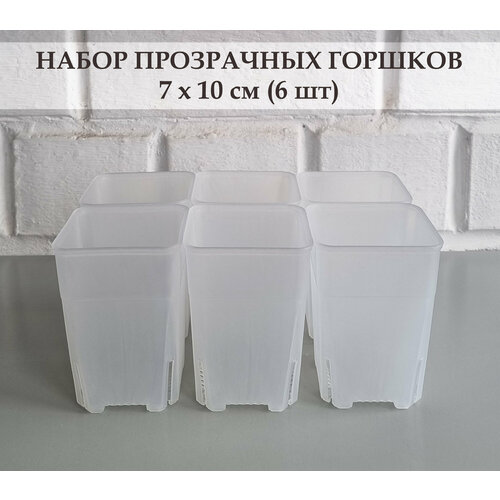 фото White garden прозрачные высокие горшки для суккулентов и кактусов 7х10 см. набор из 6 штук