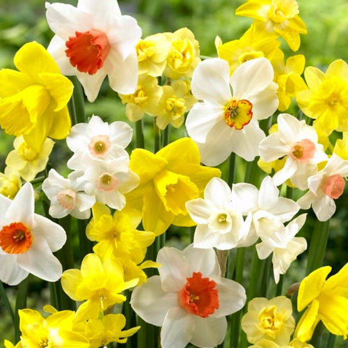 Луковицы Нарцисса Мини Микс 10 шт 889₽