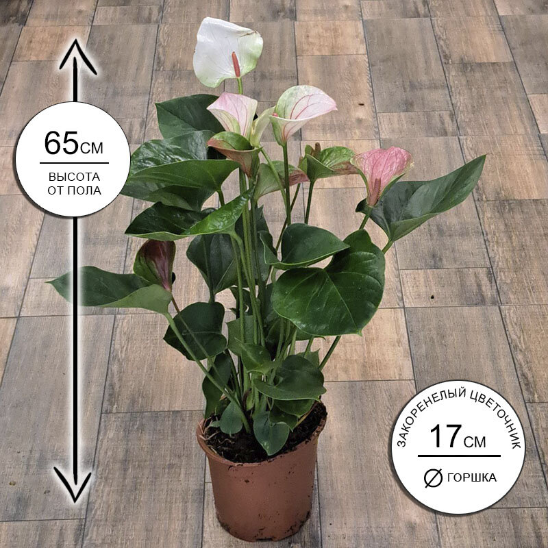 Антуриум Саммер Лав 17*65 живое комнатное растение в горшке Закоренелый Цветочник