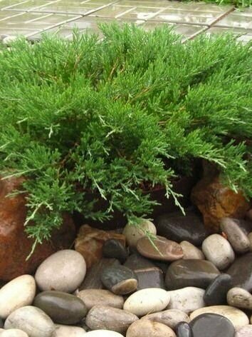 Можжевельник горизонтальный Андорра Компакт (Juniperus horizontalis Andora Compact)