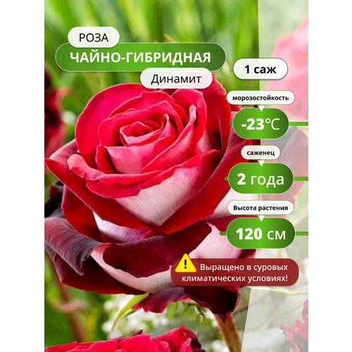 Роза чайно-гибридная Динамит (Dynamite) / 1 шт, розы белый, красный