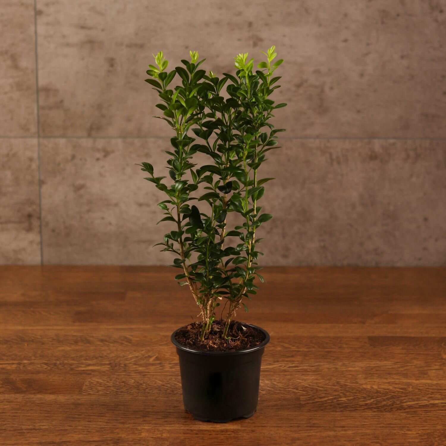 Самшит (буксус) 25/9