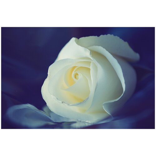 Фотообои Уютная стена Белая роза на фиолетовом фоне 410х270 см Бесшовные Премиум (единым полотном)