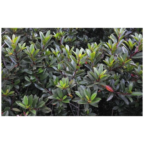Крушина ломкая (лат. Frangula alnus) семена 15шт