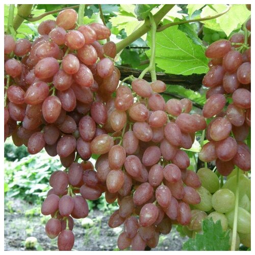 Саженец Виноград плодовый Кишмиш лучистый саженец виноград плодовый байконур