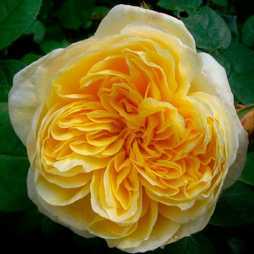 саженец роза парковая шарлотта Саженец роза английская Шарлотта