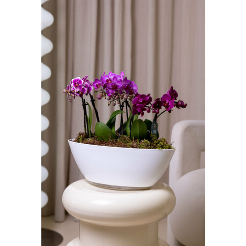 Орхидея Фалеонопсис живая в кашпо лодочка. Композиция бренда Margo plants