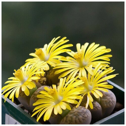 Семена Орешка Суккулент Литопс Lithops Bromfieldii C42 10 шт.