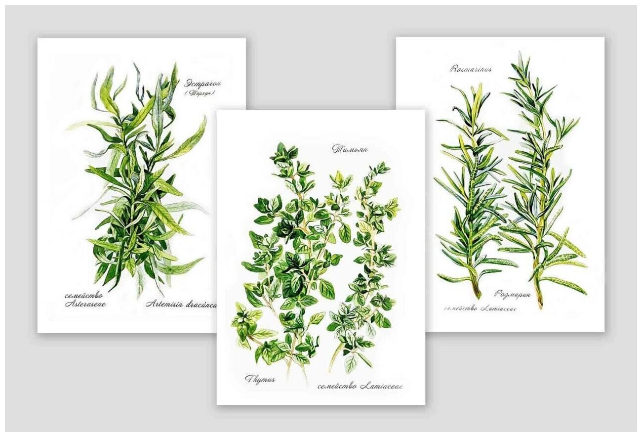Комплект-набор из 3х Интерьерных Ботанических Постеров 