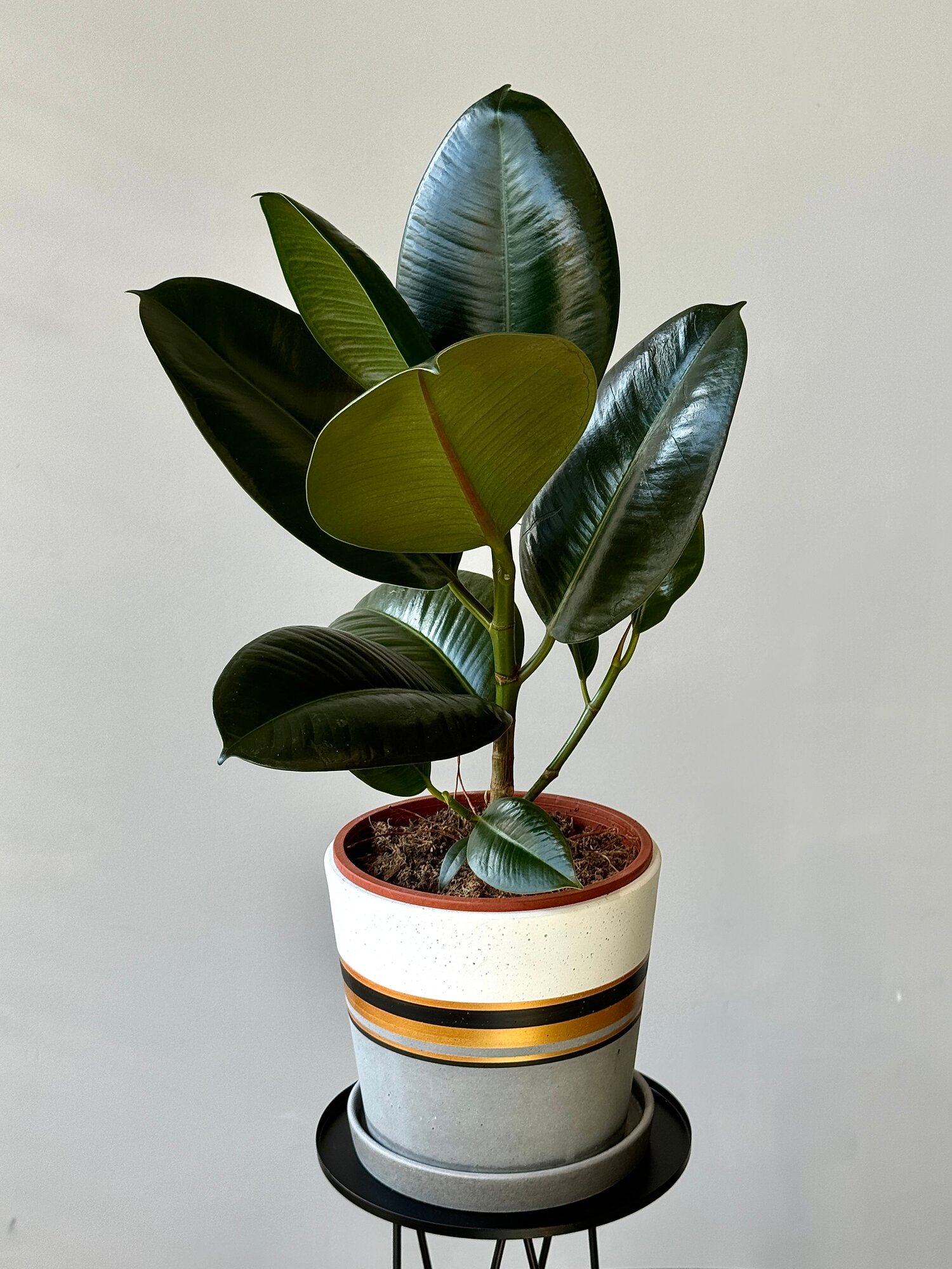 Фикус Эластика Робуста д17