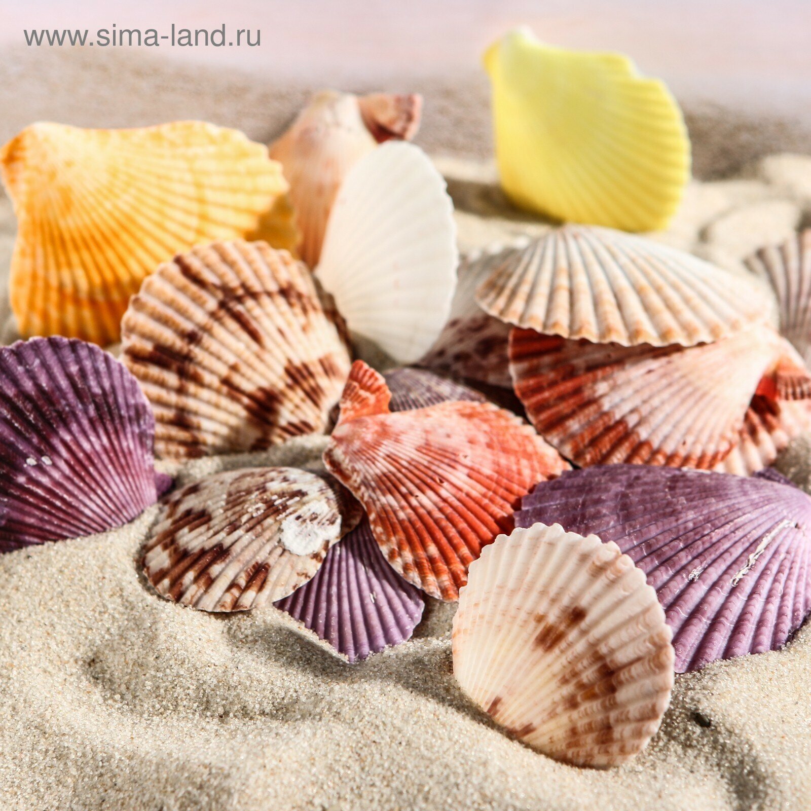 Набор ракушек 4-6см Пижон Aqua Пектен Вексиллум, для аквариума/террариума, 100г