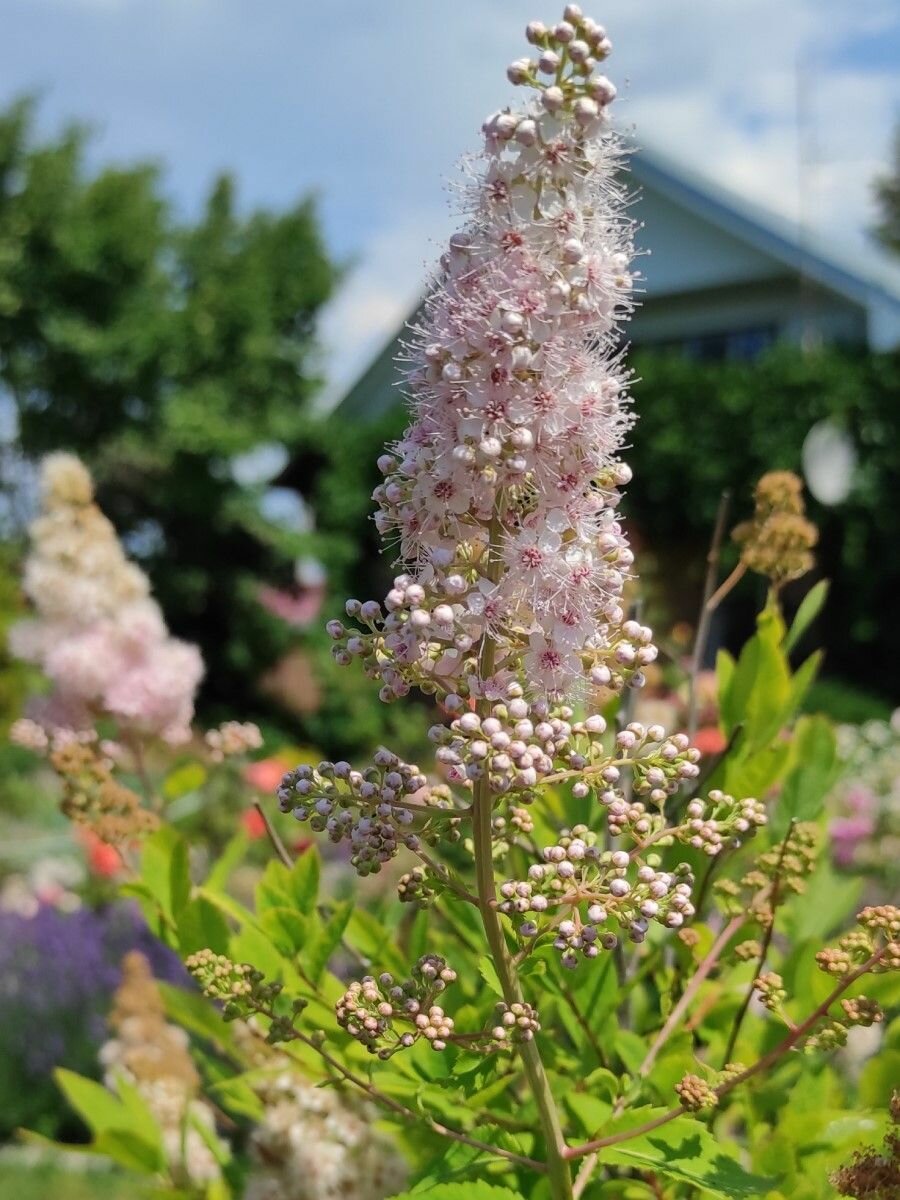 Семена кустарника Спирея Иволистная (Spiraea salicifolia) 30 штук семян