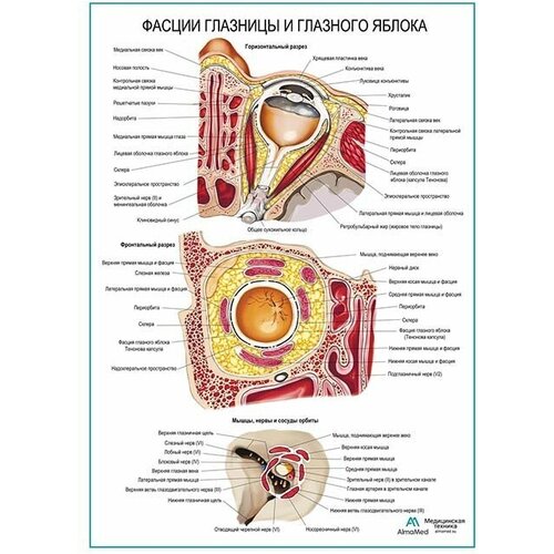 Фасции глазницы и глазного яблока плакат, глянцевая фотобумага от 200 г/кв. м, размер A1+