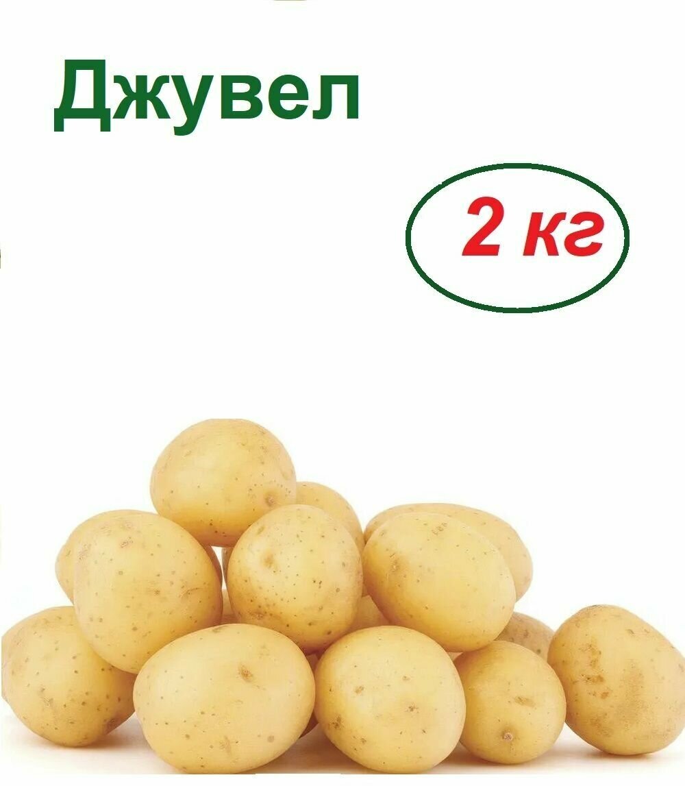 Картофель семенной Джувел, 2 кг, популярный урожайный ранний сорт, клубни ровной формы и без черной пятнистости, отменного вкусового качества
