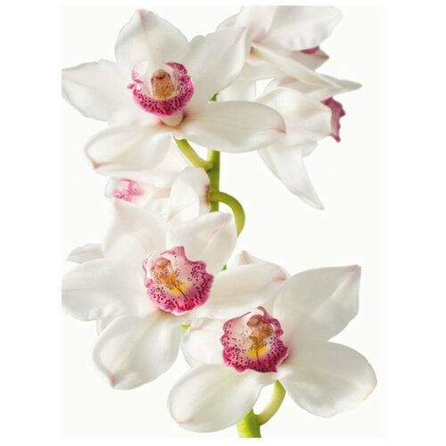 Фотообои BELLISSIMO В-016 Изысканная орхидея размер 14002000мм 1497₽