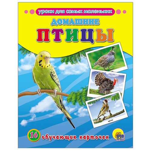 Книга Проф-Пресс Домашние птицы, 22х22 см набор карточек проф пресс обучающие карточки азбука 22x17 см 16 шт