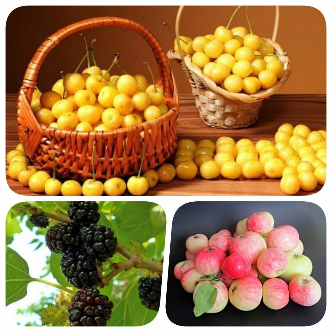 Набор из 3-х сортов саженцев черешни яблони шелковицы 