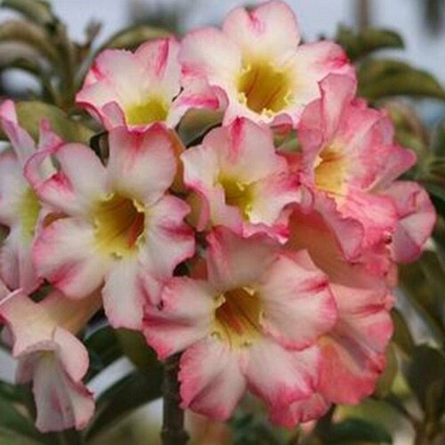 Адениум, Adenium Obesum Desert Rose GOLDEN GIRL, семена, цветы