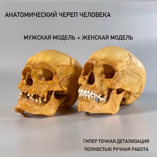 Анатомический мужской и женский череп человека