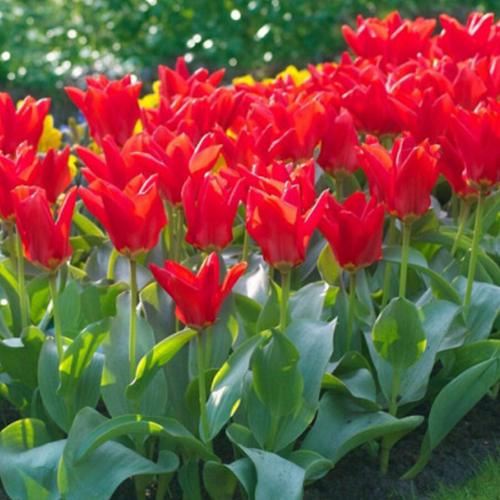 Луковицы Тюльпана MADAM LEFEBER ( 5 шт )