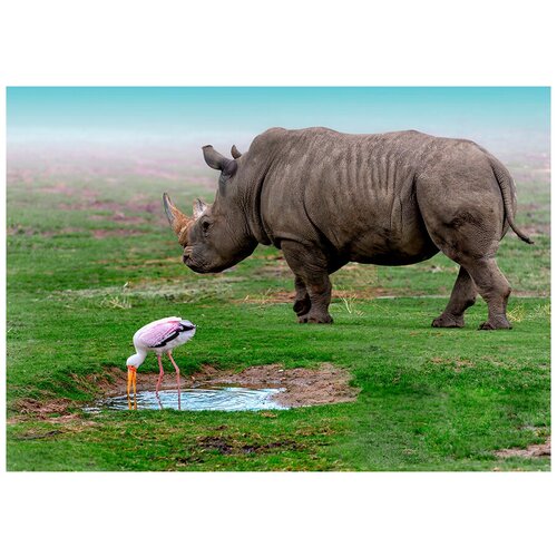 Постер А3 Желтоклювый аист и черный носорог вместе пьют воду из пруда