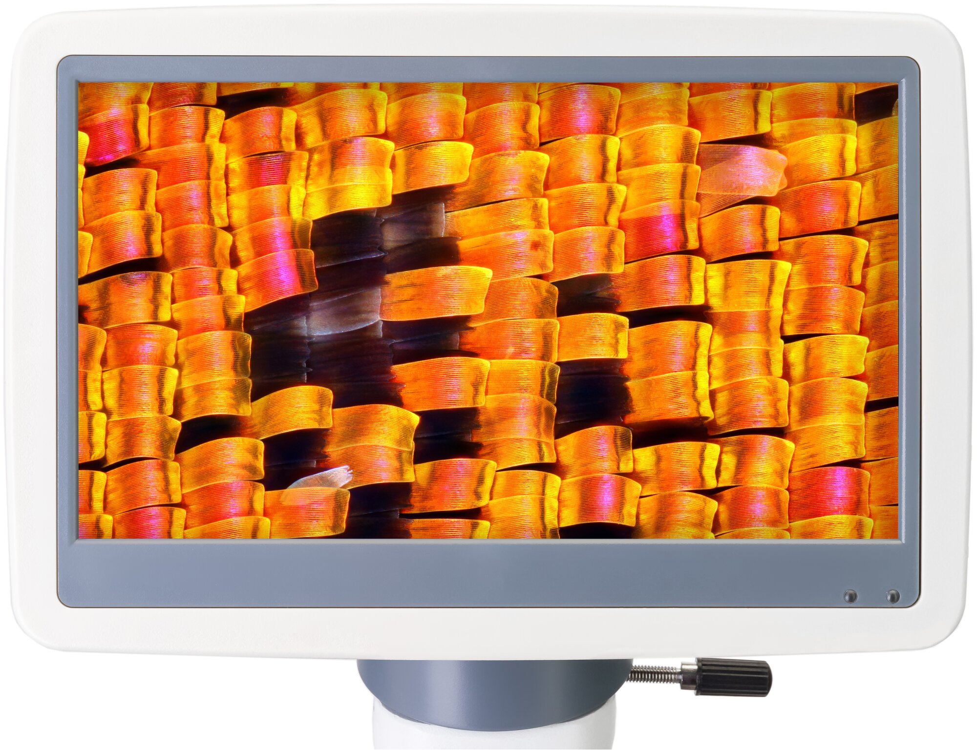 Микроскоп цифровой Levenhuk D95L LCD, монокулярный - фото №11