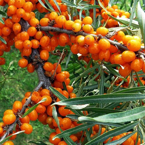 Облепиха крушиновидная (лат. Hippophae rhamnoides) семена 75шт + подарочек