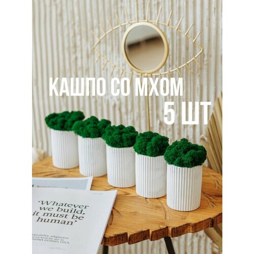Кашпо и мох стабилизированный 2200₽