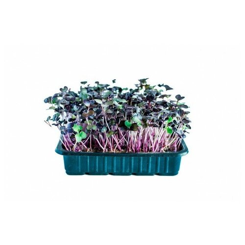Семена микрозелени Редис Санго (фиолетовый листовой) - 100 г